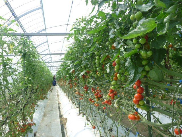 宮崎太陽農園、植物工場にて8度以上の高糖度・中玉トマト「太陽美人」を生産