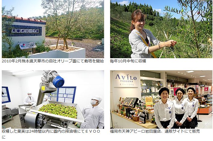 九電工、熊本・天草市にオリーブの自社農園を開設。6次産業化も視野に