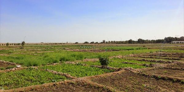 カタール、農業・エネルギーの最新技術による食料品の輸出入ギャップを解消