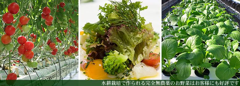 ナチュラルグリーンパークホテルによる植物工場の併設、宿泊客が自ら収穫した野菜をサラダに