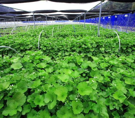 佐賀県「多良岳」 ボックス式・水耕栽培による無農薬ワサビを生産