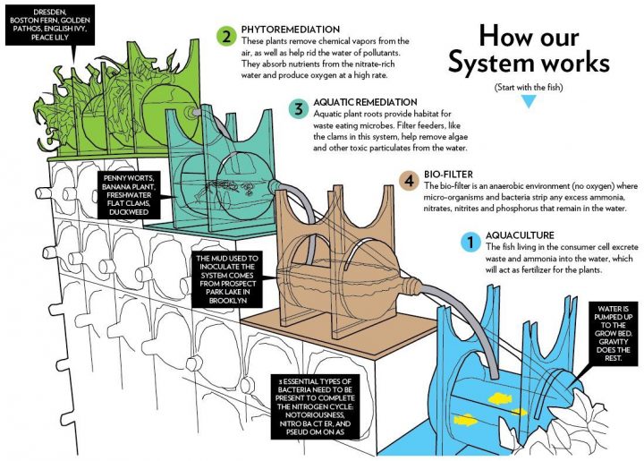 NYの芸術学校、アクアポニクスを応用した植物浄化システムを教育向けに開発