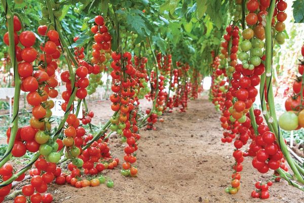 イスラエル伝統組織「モシャブ」 ハイテク温室による水が出ない新品種トマトの開発