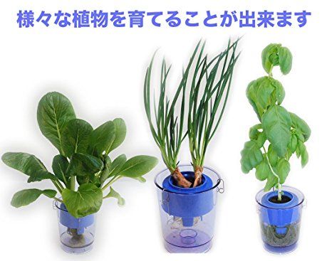 プラスチック成形メーカーによる「家庭用・水耕栽培キット」 1,000円前後で購入可能