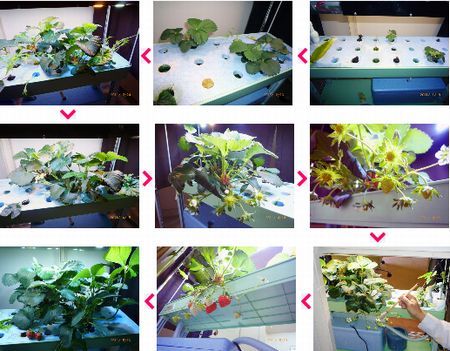 エーシートライ、LED植物工場によるイチゴ栽培を提案。家庭用から商業施設まで対応
