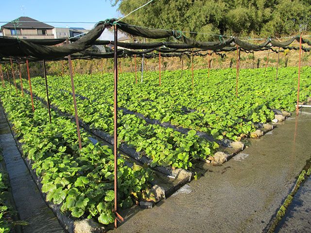 ワサビ加工・製造のマル井、信州大学と連携して植物工場によるワサビ苗の試験栽培へ