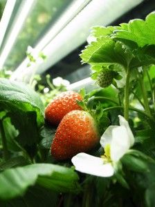 ストロベリーラボラトリーなど、イチゴ植物工場にて種から周年・量産化に成功