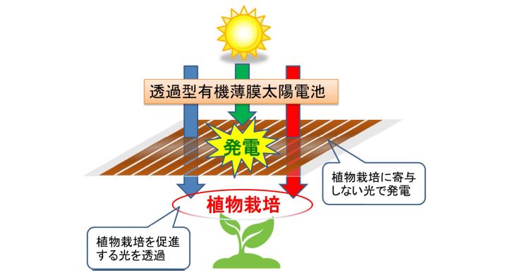 光を通す太陽電池と赤い蛍光シートを融合。野菜の栽培と発電を同時に実現