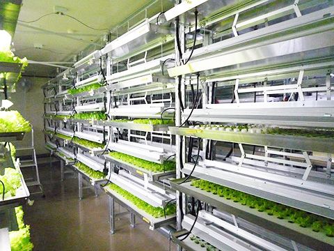 安部製作所、商業プラントとして青森県内初の完全人工光型植物工場をオープン