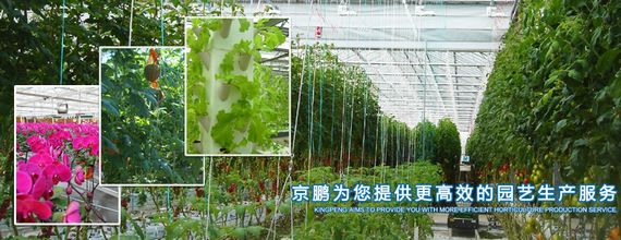 中国ハルビン、総投資額1,600億円の世界最大・植物工場を建設予定。機能性野菜の研究も