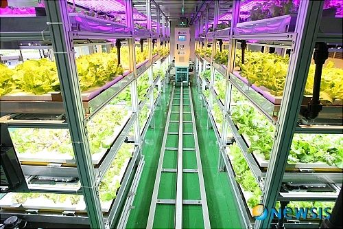 韓国にて植物工場の研究開発が加速。日本と異なり８４％がリーフレタスとして消費