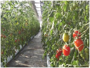 銀座農園、太陽光・植物工場にて高糖度トマトをシンガポールで生産