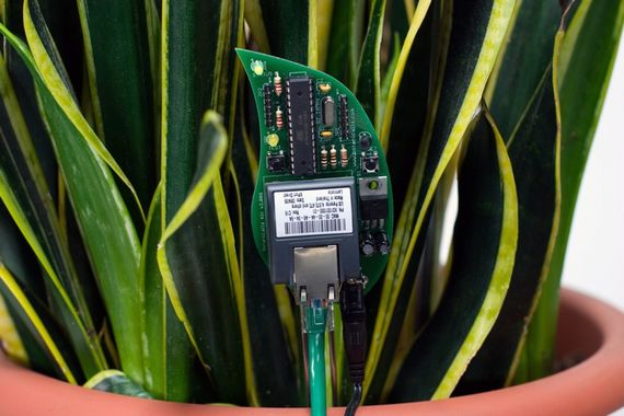 米国Click & Growによる小型・植物工場キットの開発。ITセンサー技術により手間不要