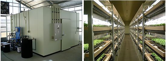 三菱樹脂、完全人工光型植物工場にて薬用植物・甘草(かんぞう)の栽培研究をスタート