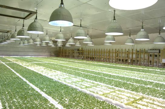 セコム工業、宮城県白石市にて植物工場産ハーブを活用した新たな商品開発へ