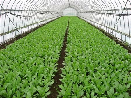 コンビニ向け弁当製造の「わらべや日洋」太陽光利用型植物工場による高品質ホウレン草を生産へ