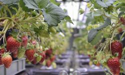 ローム 完全人工光型植物工場による一季成りイチゴの生産へ