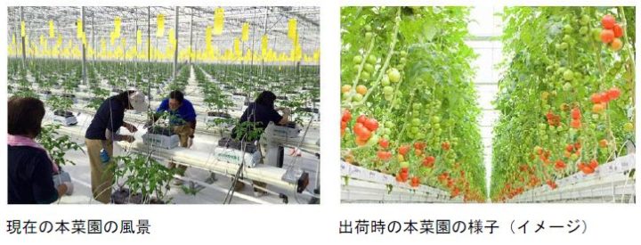 福島・南相馬に太陽利用型植物工場が稼働 カゴメの技術指導と全量買取