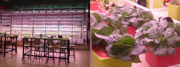 台湾・植物工場マッチング視察ツアーの報告／約20年の老舗メーカーから最安値での野菜販売を目指す企業まで