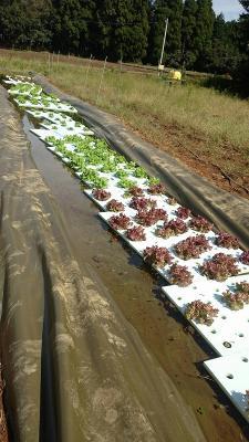 セプトアグリ、液肥を使用しない水耕技術の試験的導入農家の募集を開始