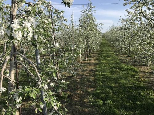 日本農業インコーポレイテッド、生産法人と「輸出用りんご生産」の業務提携