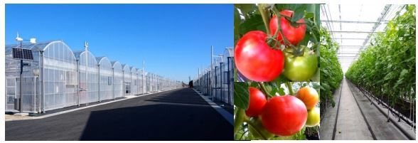 イオンアグリ創造、植物工場による次世代施設園芸埼玉拠点から大玉トマトが本格出荷