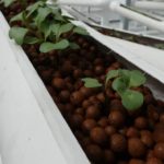 シンガポールのビル屋上、タワー型水耕栽培にて野菜を生産「シティーポニクス社」
