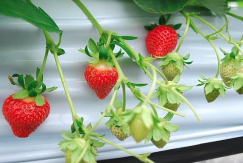 六甲山カンツリーハウス、冷涼気候を生かし、夏イチゴの収穫体験