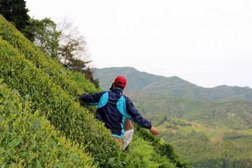 「五感でお茶を堪能」 宇治茶畑へのハイキングツアーを茶農家が開催