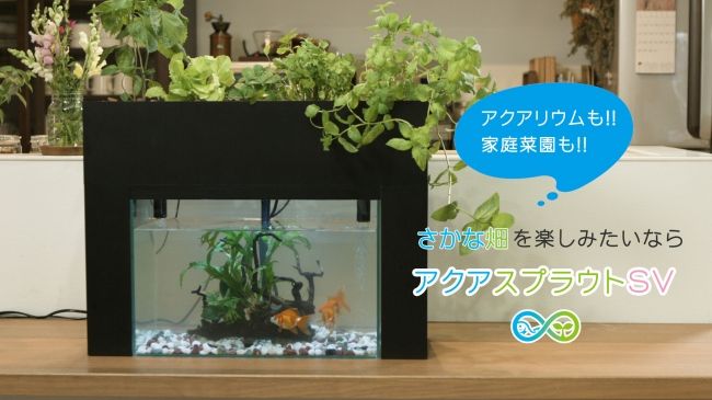 おうち菜園、さかなで野菜を育てる「さかな畑」家庭用キット。1万円の特別価格で販売