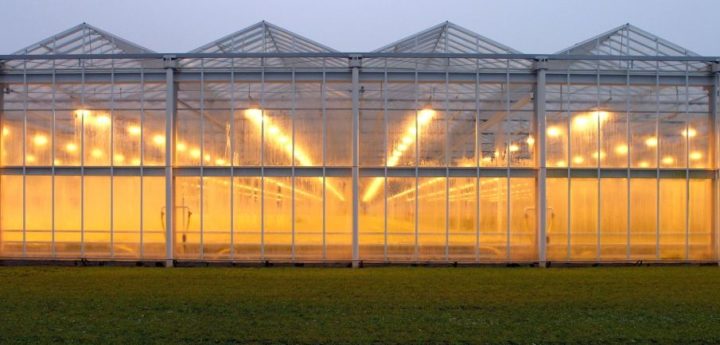 オランダの植物工場技術をカタールへ導入、サステナブルな栽培方法で自給率向上へ