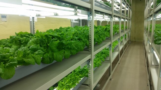 植物工場・エコデシック鹿児島ショールームを開設。栽培日数25日の世界最速のシステムを実現