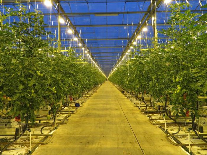 愛媛大と凸版印刷など、AIによる太陽光植物工場の実証研究を開始「人工知能未来農業創造プロジェクト」