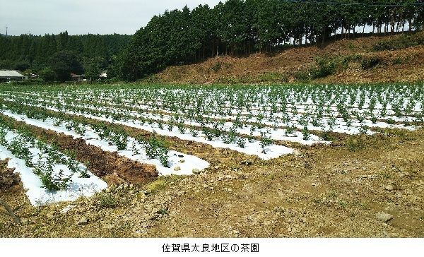 伊藤園、佐賀県で茶産地育成事業（新産地事業）を開始。耕作放棄地を専用茶畑へ