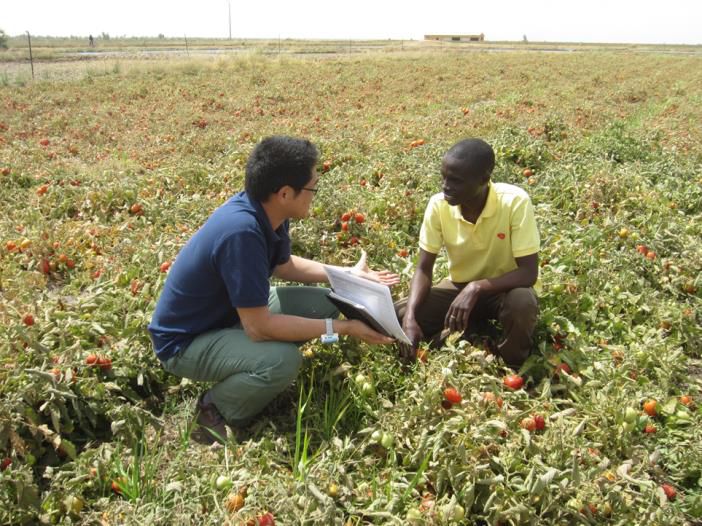 カゴメ、需要が拡大する西アフリカ市場の戦略拠点としてセネガルに加工用トマトの営農会社を設立