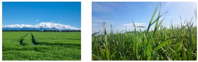 日本初・有機JAS認定の大麦若葉粉末青汁がマツモトキヨシから販売