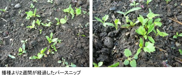 ノウカス、日本では栽培事例が少ないセリ科の根菜「パースニップ」を本格栽培