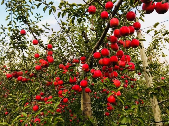 日本農業インコーポレイテッド、日本初のりんご用反射シートの販売開始