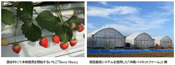 日立キャピタル、沖縄のイチゴ植物工場による商品の販売開始