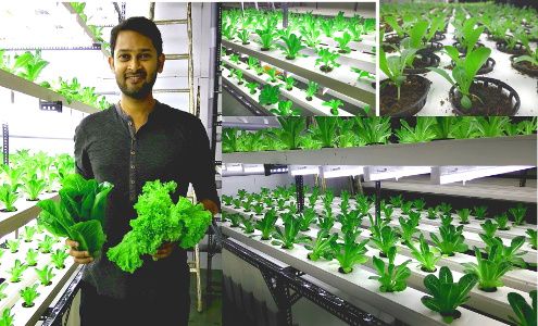 農業・ベジタリアン大国インド、植物工場ベンチャーが事業拡大へ