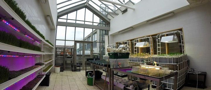 アイルランド中高生「植物工場・アクアポニクス」の屋上ファームを運営
