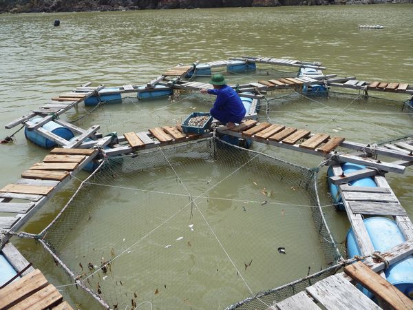 ベトナムの水産輸出目標は90億ドル。エビ、白身魚パンガシウスの養殖技術の向上も