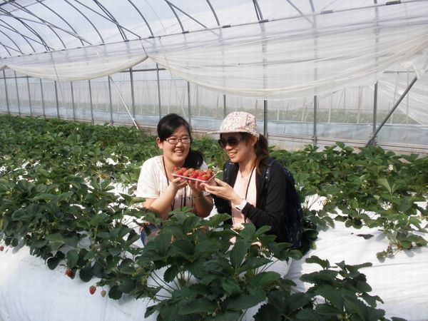 JTBの食・農×観光ブランド事業、春節期間に京都産いちごの体験企画を実施