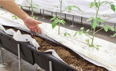 オーガニックソイルと三菱地所が新会社設立。植物工場による高糖度ミニトマトの周年生産へ