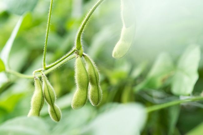 アグリホープ、植物工場・水耕栽培による高機能茶豆「かほる茶豆」を販売