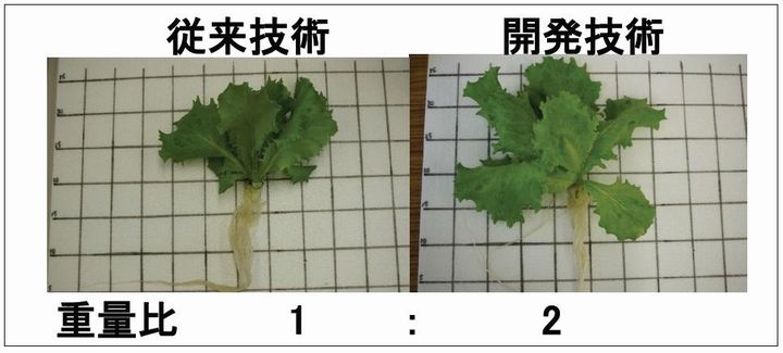 徳島文理大、植物工場によるレタスの収量2倍になる栽培法を確立