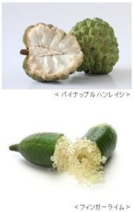 ケイ・オプティコム、日本で栽培が適さないパイナップルの育成検証。農業IoTや植物工場による苗生産も