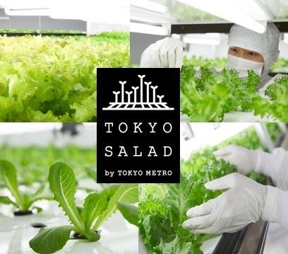 東京メトロ、植物工場「とうきょうサラダ」を使ったオリジナルメニューを松屋浅草で期間限定販売