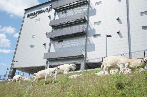 Amazon、多治見FCでヤギによる「エコ除草」を実施。6年目の今年は初参加する7頭の子ヤギも