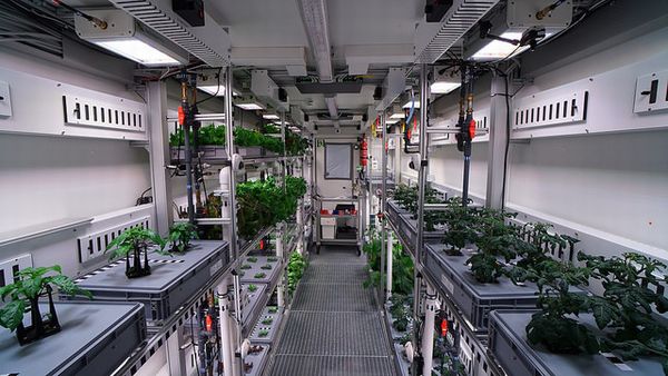 ドイツ南極基地、植物工場による野菜の初収穫。5月までに生産量拡大へ